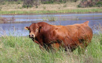 FMD crisis threatens Botswana’s cattle genetics