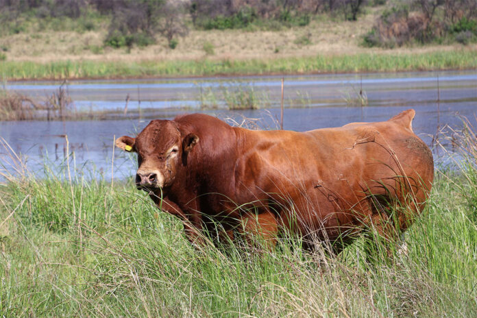 FMD crisis threatens Botswana’s cattle genetics