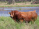 FMD crisis threatens Botswana’s cattle genetics