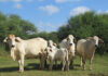 Loriza Brahmans, cornerstone Brahman stud of SA