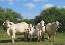Loriza Brahmans, cornerstone Brahman stud of SA