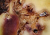 Macadamia nut borer: winning the battle before it starts