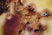 Macadamia nut borer: winning the battle before it starts