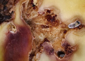 Macadamia nut borer: winning the battle before it starts
