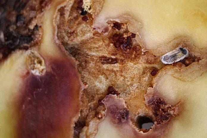Macadamia nut borer: winning the battle before it starts