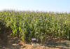 How to conserve moisture in dryland farming systems