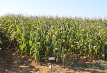 How to conserve moisture in dryland farming systems