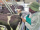 Private veterinary channel approved to expand FMD vaccine access