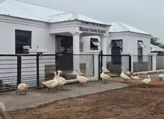 Limpopo academy brings practical, on-farm training to local farmers