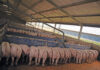 Learning from biogas setbacks