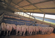 Learning from biogas setbacks