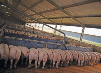 Learning from biogas setbacks