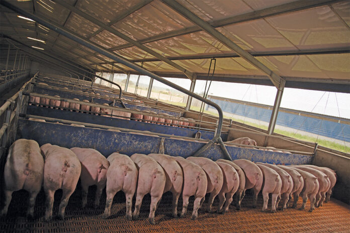 Learning from biogas setbacks