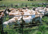 How the Meatmaster developed in SA