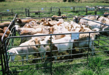 How the Meatmaster developed in SA