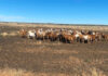 Meatmaster sheep fit for the veld