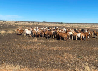 Meatmaster sheep fit for the veld