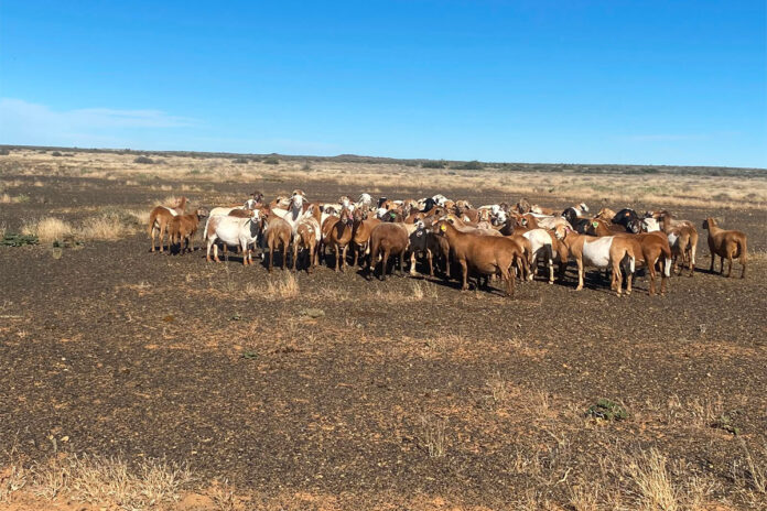 Meatmaster sheep fit for the veld