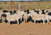 Dorper adapted to produce premium carcass from the veld