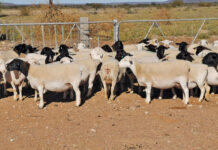Dorper adapted to produce premium carcass from the veld