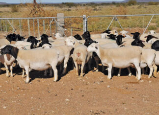 Dorper adapted to produce premium carcass from the veld