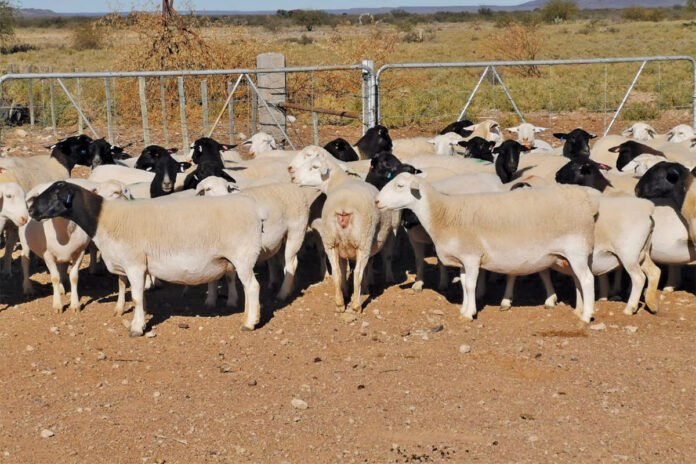 Dorper adapted to produce premium carcass from the veld