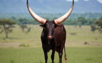 Cattle Group pays R5,5m for Ankole bull, setting new SA record