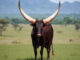 Cattle Group pays R5,5m for Ankole bull, setting new SA record