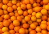 Tax ruling against citrus producer could affect other farmers oranges