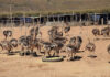 Balancing scale, cost and risk in ostrich chick production