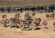 Balancing scale, cost and risk in ostrich chick production