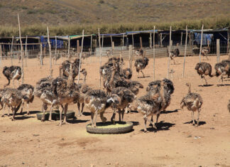 Balancing scale, cost and risk in ostrich chick production