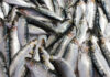 Sardine quota increase expected to offer socio-economic relief