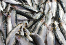 Sardine quota increase expected to offer socio-economic relief