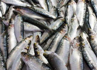Sardine quota increase expected to offer socio-economic relief