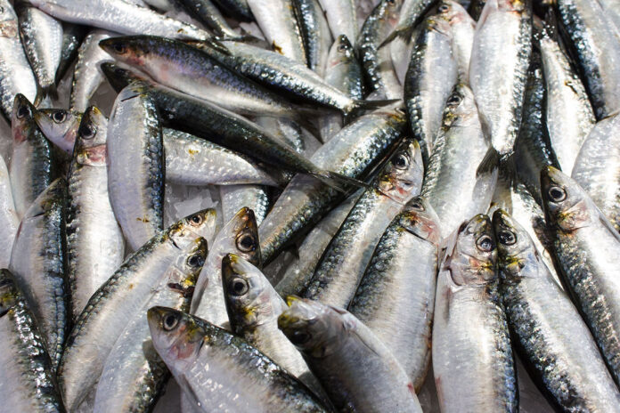 Sardine quota increase expected to offer socio-economic relief
