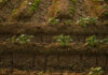Soil health defined by function, shaped by context