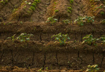 Soil health defined by function, shaped by context