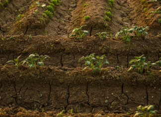 Soil health defined by function, shaped by context