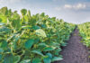 Combatting the replenishment of soil sclerotinia inoculum stocks