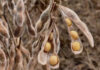 Grain SA slams JSE over soya bean pricing decision
