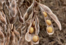 Grain SA slams JSE over soya bean pricing decision