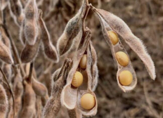 Grain SA slams JSE over soya bean pricing decision