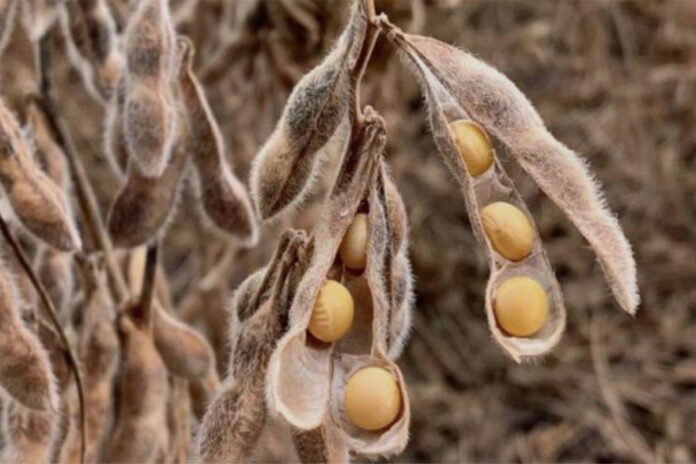 Grain SA slams JSE over soya bean pricing decision