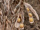 Grain SA slams JSE over soya bean pricing decision