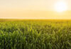 Zimbabwe’s 10-year plan targets 35% sugar cane yield jump