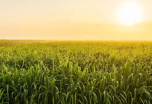Zimbabwe’s 10-year plan targets 35% sugar cane yield jump