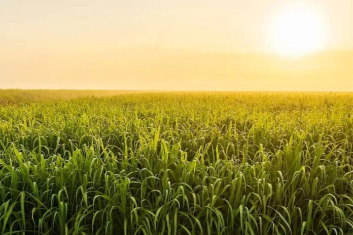 Zimbabwe’s 10-year plan targets 35% sugar cane yield jump