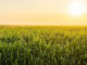 Zimbabwe’s 10-year plan targets 35% sugar cane yield jump