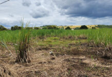 KZN sugar farmers battle cane cutter shortage